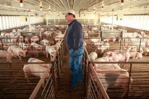 An Iowa pig farm that ships breeding stock to China