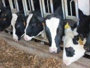 Photo: Wisconsin dairy farm. US will now have access to 3.6% of Canada's highly protected dairy market 