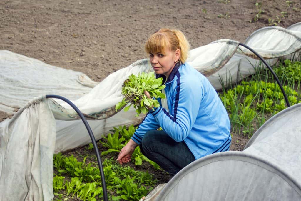 Small scale organic lettuce growing in Europe, consistent with its "Farm to Fork" program.