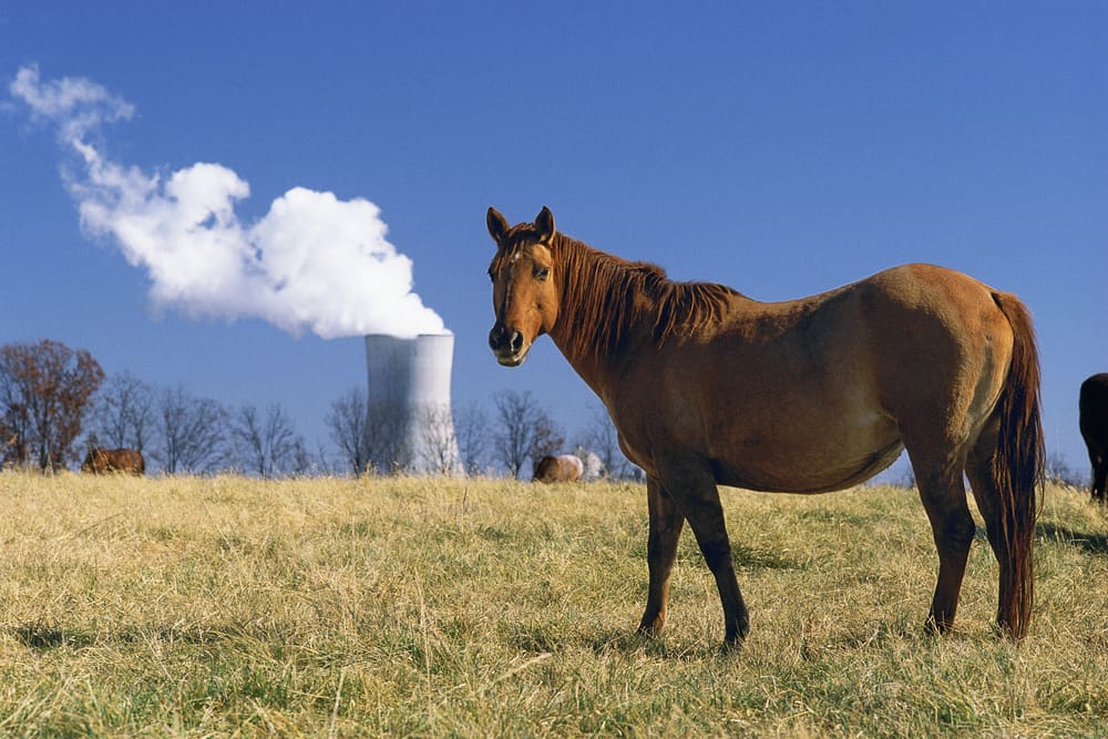 Horse in a field with Callaway nuclear power plant in background, 1980s, Stedman, Missouri Biden's green energy commitments would have a better chance of bipartisan support if focused on a reliable, high-power energy source: nuclear energy. (photo: Joseph Sohm via Shutterstock)